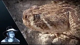 Angry Western Diamondback Rattlesnake 01