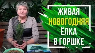 Как сохранить ель в горшке 🌲   в домашних условиях 🎄  своими руками