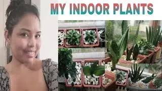 MY HOUSEPLANTS || INDOOR GROWING HEALTHY 🌱🌱#italianphilippinevlog