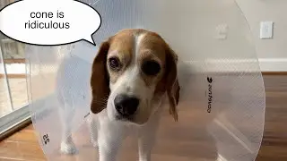 Oliver is tired of wearing cone of shame