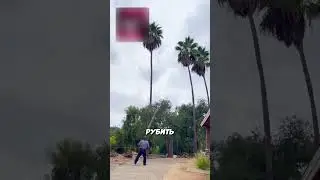 Самый ловкий лесоруб!😎 (🎥: @chilax_jr_98 on TT)