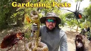 Dealing With Gardening Pests!