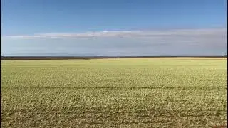 Hail damage on wheat field