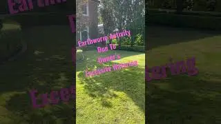 Earthworm Soil Mounds due to Over Watering [Zoysia Lawn Care] [Buffalo Lawn Care] [Kikuyu Lawn Care]