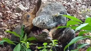 This is the first time I've seen a Komodo dragon hunting that fast😱