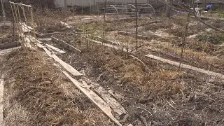 Только весна! Мульчирование в саду, навоз, первоцветы.