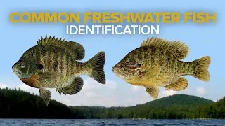 How To Identify Common Freshwater Fish