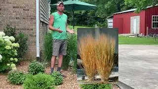 It's Worth a Grow: Northwind Switch Grass (Native)