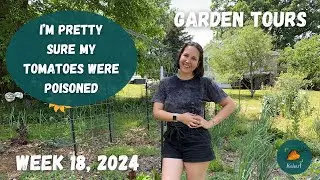 Sick tomatoes recovering, new sprouts, and SO. MANY. STRAWBERRIES. | Garden Tour WEEK 18, 2024