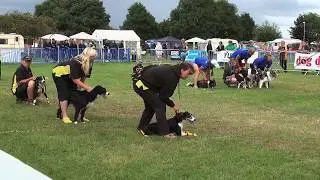 Flyball - A beginner's guide