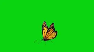 butterfly green screen background effect | green screen butterfly | green screen video | green video