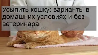 Усыпить кошку: варианты в домашних условиях и без ветеринара