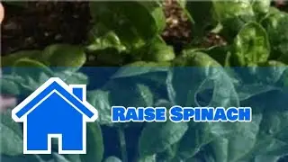 Growing Greens : How to Raise Spinach