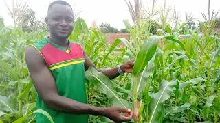 Le jeune paysan: révolutionner l'agriculture à tout prix