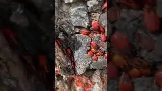 Many bugs. 
