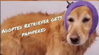 Most well behaved Golden Retriever EVER