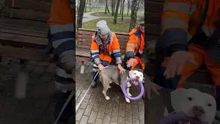 Амстафф Бой был злой 