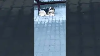 #dog