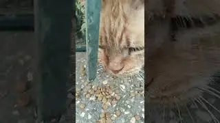 Этого кота бросили потому что не смогли его перевести в новый дом 😭 #cat  #бездомныеживотные