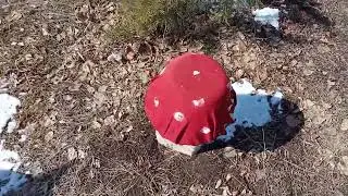 Наша дача после зимы.