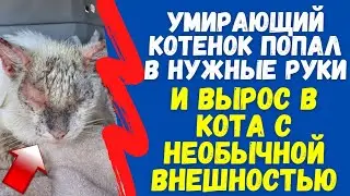 Умирающий Котенок Попал в Нужные Руки и только Посмотрите Каким он Вырос!!