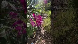 So many bees on the cleome (spider flower) this morning 🐝💛