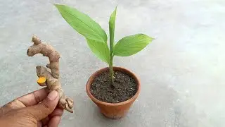 How to grow Turmeric from turmeric cutting