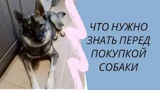 Что нужно знать перед покупкой собаки? Сколько стоит содержание большой собаки