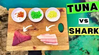 SHARK vs TUNA! Who will win this CATCH & COOK? 🔥🔥