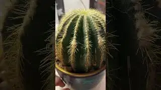 Нотокактус Вараси. Notocactus Warasii. Уход за растением🌵