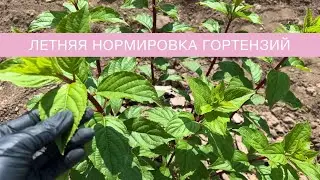 ЛЕТНЯЯ НОРМИРОВКА ГОРТЕНЗИЙ