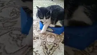 kitten 😺 vs beyblade