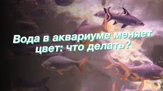 Вода в аквариуме меняет цвет: что делать?