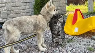 Арктический волк встретился с котом😍 продолжится ли дружба⁉️