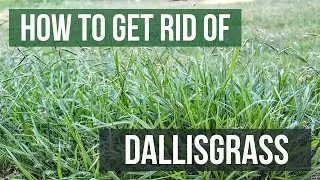 How to Get Rid of Dallisgrass (4 Easy Steps)