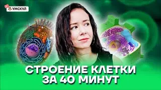 Строение клетки за 40 минут | Биология ЕГЭ 2022 | Умскул