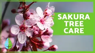 Caring for Your Sakura Tree (Japanese Cherry) 🌸 (Watering, Soil & More!)