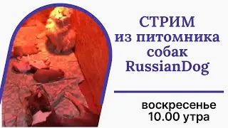 Стрим из питомника собак RussianDog