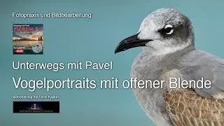 Vogelportraits mit offener Blende