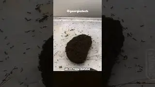 A Giant Ball Of Living Ants? 😨