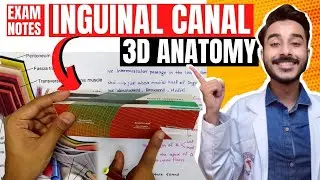 inguinal canal anatomy 3d | anatomy of inguinal canal boundaries | inguinal canal contents anatomy