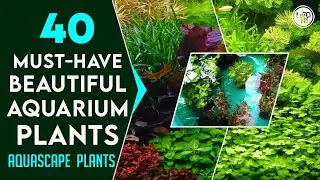 40 Must-Have Freshwater Aquarium Plants | Popular Aquarium Plants | Beautiful Aquatic Plants