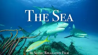 Under The Sea 4K - Scenic Wildlife Film With Calming Music