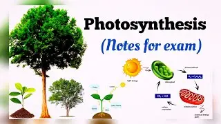 What is photosynthesis/What is the main product of photosynthesis/How do plants use sunlight