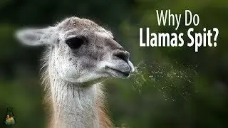 Why Do Llamas Spit?