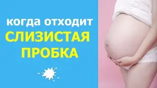 Когда отходит  слизистая пробка