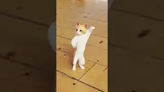 Jojo Jojo Jojo 