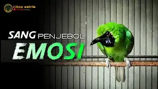 🔴 PENJEBOL EMOSI || CUCAK IJO GACOR NGENTROK JAMBUL BONGKAR MATERI NGERI