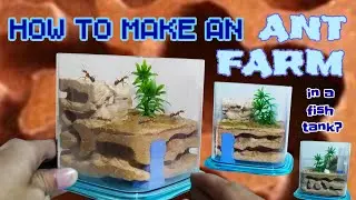 DIY Ant Farm | D colony