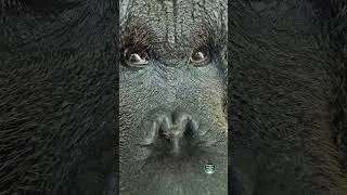 Eyes Of A Male Orangutan #amazinganimals🦧